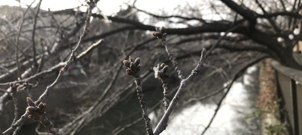 目黒川の桜