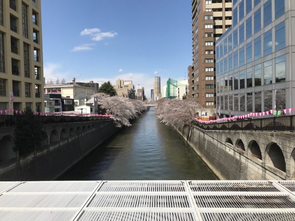 目黒川の桜