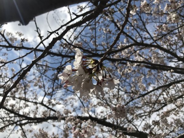 目黒川の桜